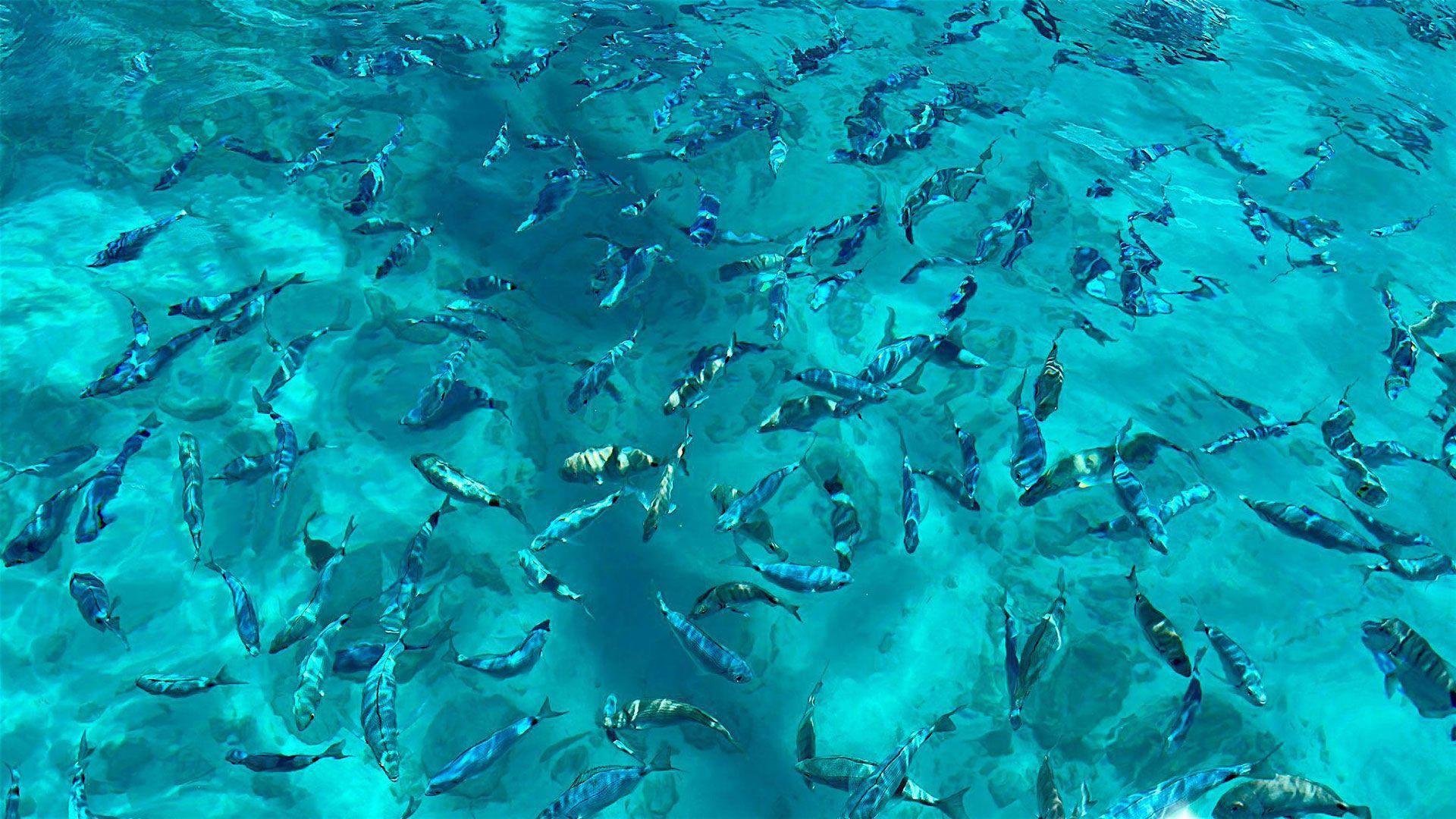 BJ Fishing dolphin watching Fuerteventura snorkel 02 BJ Fishing dolphin watching Fuerteventura snorkel 02